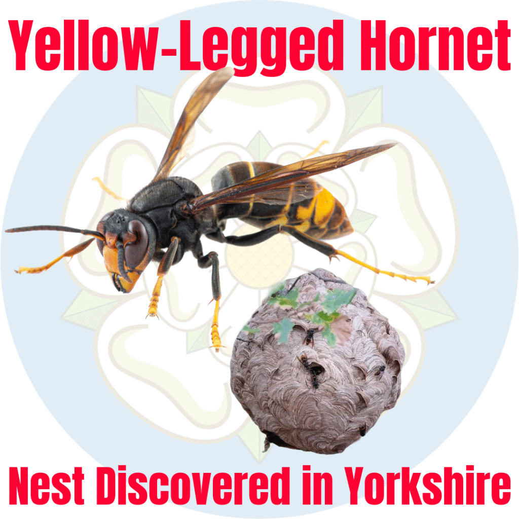 Yorkshire Nest