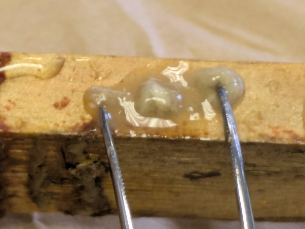 "mayonnaise gut," a distinct white gut visible when you dissect a suspect larva with tweezers