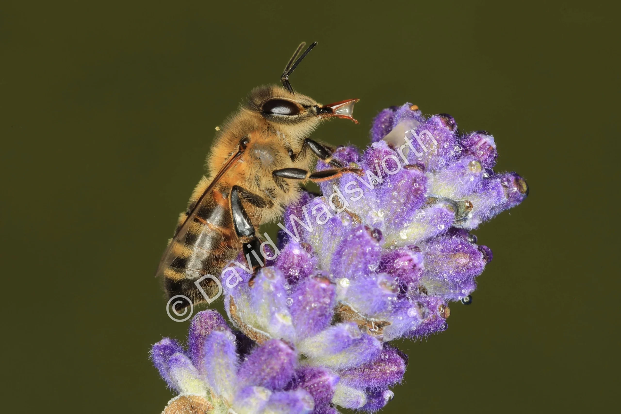 A honeybee on a lavender flower covered in dewdrops, drinking a droplet with its tongue extended